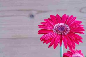 How to overwinter gerbera daisies
