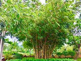 Grass That Looks Like Bamboo