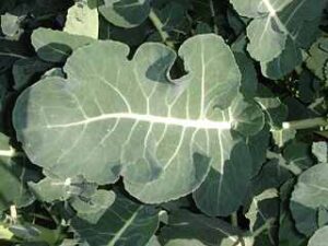 Are The Leaves of A Broccoli Plant Edible