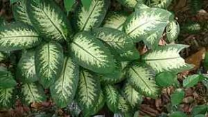 Dumb Cane (Dieffenbachia)