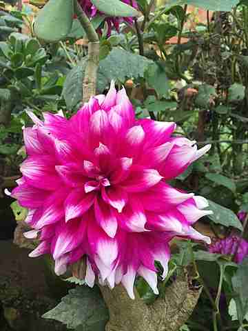 Perennial Plant Meaning