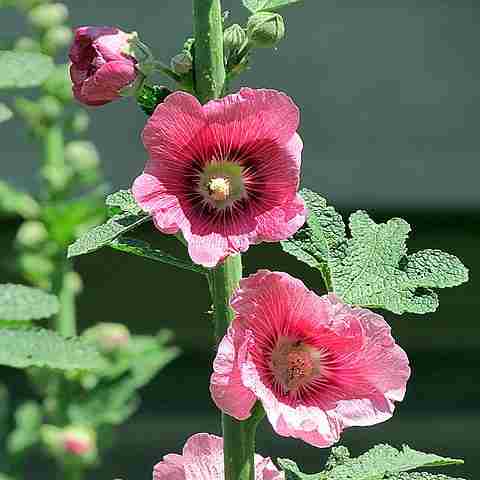 Biennial Plant Meaning