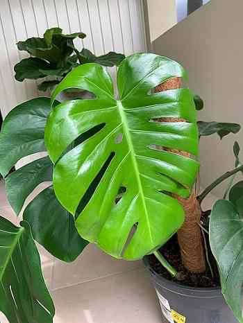 Monstera Plant Meaning And Symbolism