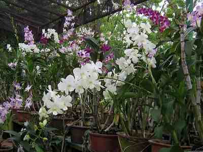 Orchid plant Meaning and Symbolism