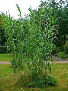 Giant Reed (Arundo Donax)