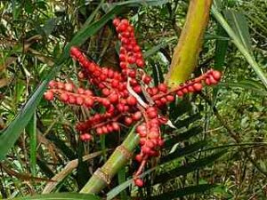 Bamboo Palm (Chamaedorea Seifrizii)