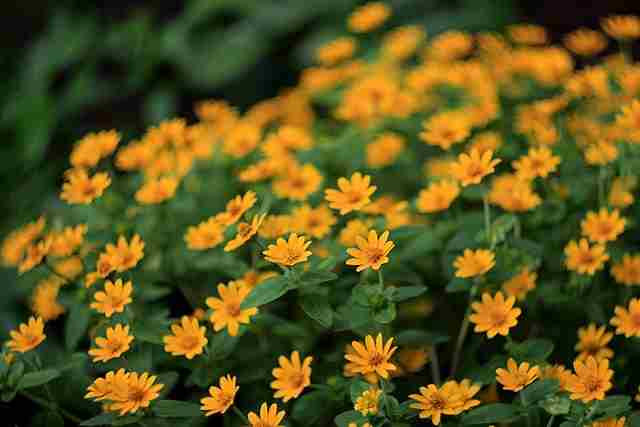 Can Daisies Be Yellow