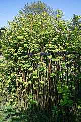 Japanese Knotweed