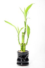 Lucky bamboo