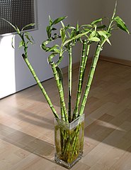 Lucky Bamboo (Dracaena Sanderiana)