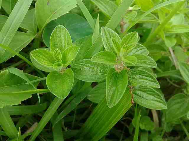 Herbal plant meaning