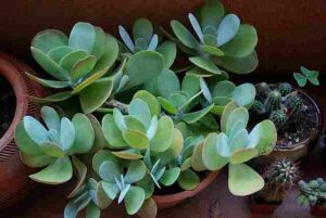 Succulents Plant Meaning