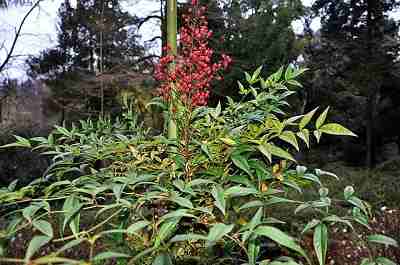 heavenly bamboo (nandina domestica)