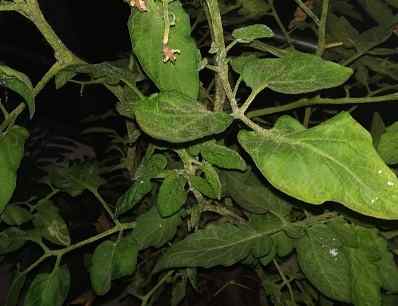 tomato leaves poisonous