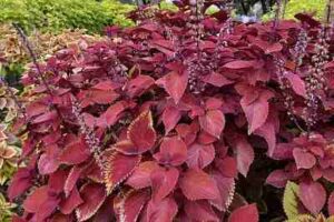 Which coleus is best for shade?