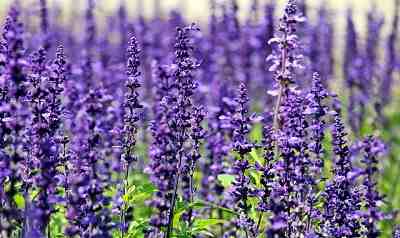 Can lavender get too much sun?