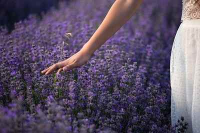 Can you grow lavender in the shade?