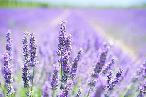 Does lavender need sun or shade? Most lavenders need full sun and they appreciate shade after getting enough light required for the day.
