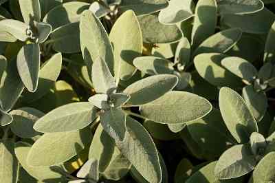 Sage plant benefits