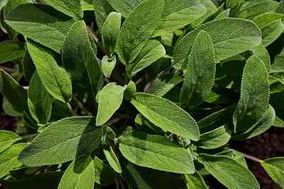 Sage Plant Meaning