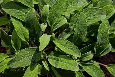 Signification de la plante de sauge