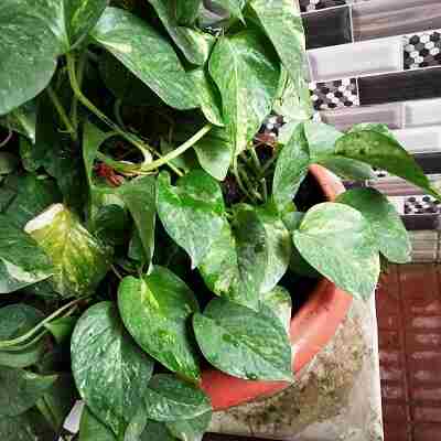 Pothos Plant Feng shui