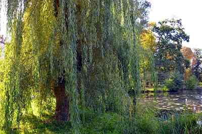 What is the spiritual meaning of willow?