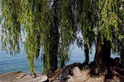 How Fast Does A Weeping Willow Grow?