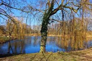 How big is a 10 year old weeping willow?