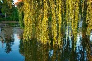 What is the myth behind the weeping willow?