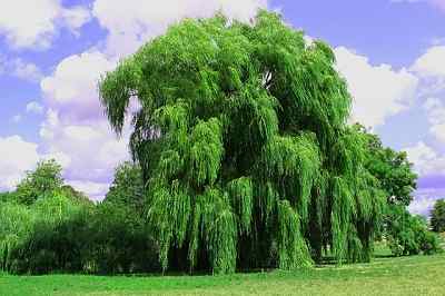 What is negatives of a weeping willow tree?
