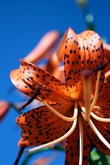 What does a tiger lily tattoo symbolize?