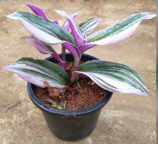 Why is My Tradescantia Nanouk leggy? 7 Common Causes & Fix 