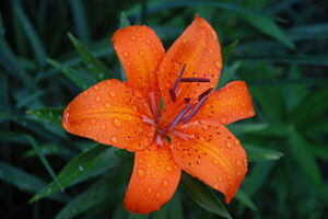 What birth month is Tiger Lily?