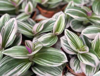 Problèmes courants avec Tradescantia Nanouk & Solutions