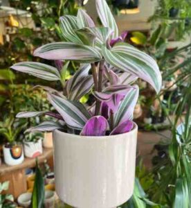 Tradescantia Nanouk Light Requirements - Can It Take Full Sun?