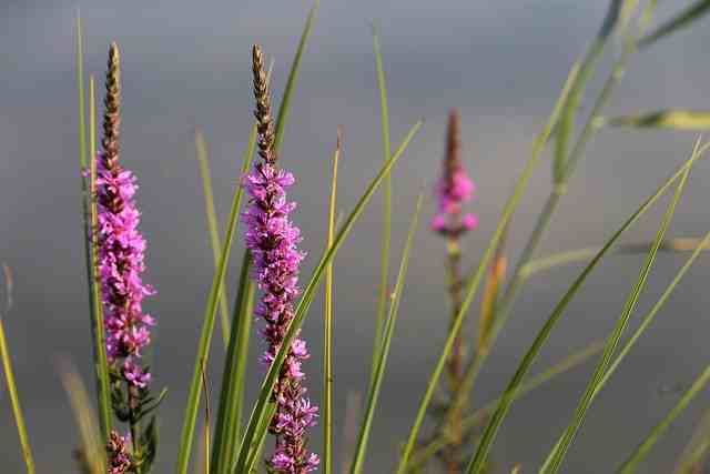 Pink veronica flower