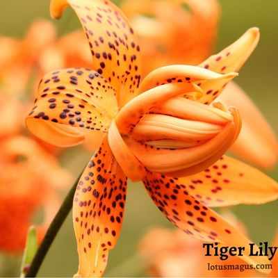 Tiger lily about and everything you need to know 
