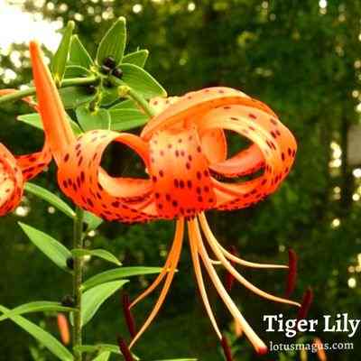 How to Grow Tiger Lily from Seeds?