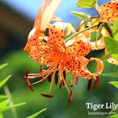 Tiger Lily Problems
