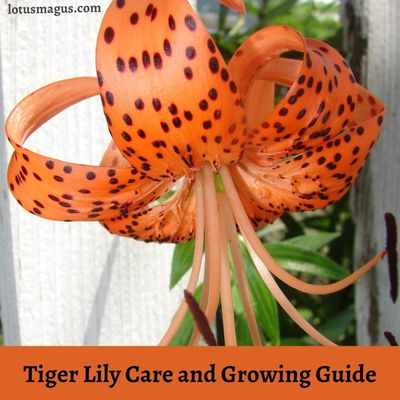 Tiger Lily Care and Growing Guide