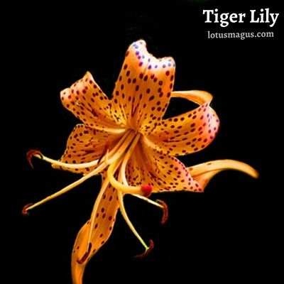 About Tiger Lily Myths, Beliefs and Legends
