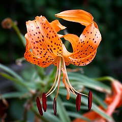 Interesting facts about Tiger Lilies
