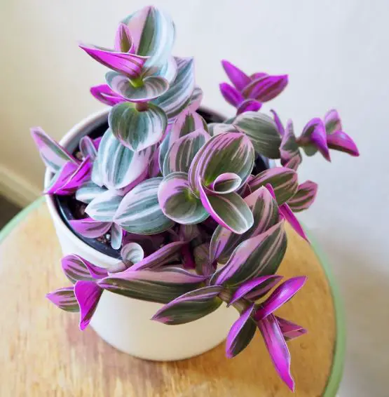 Tradescantia Nanouk Care