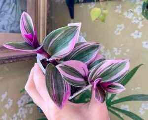 Where do I cut tradescantia Nanouk for propagation?