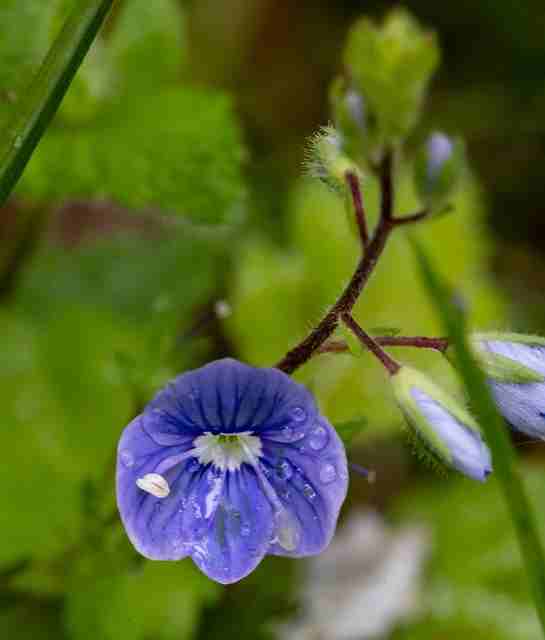 What is the spiritual meaning of Germander speedwell?