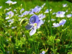 Veronica (Speedwell) Plants - Growing and Caring Guide 2026