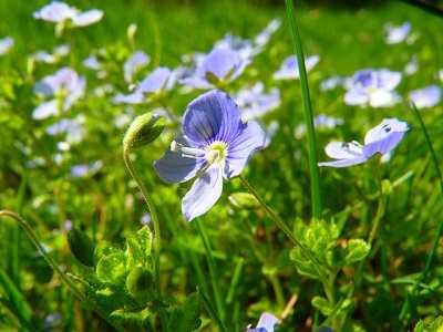 Veronica Plant Varieties