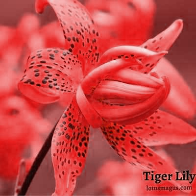 Red tiger lily meaning