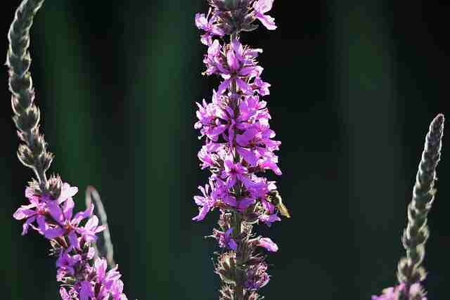 Fleur de véronique violette